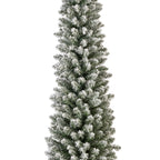 Snowy Pencil Pine 7ft