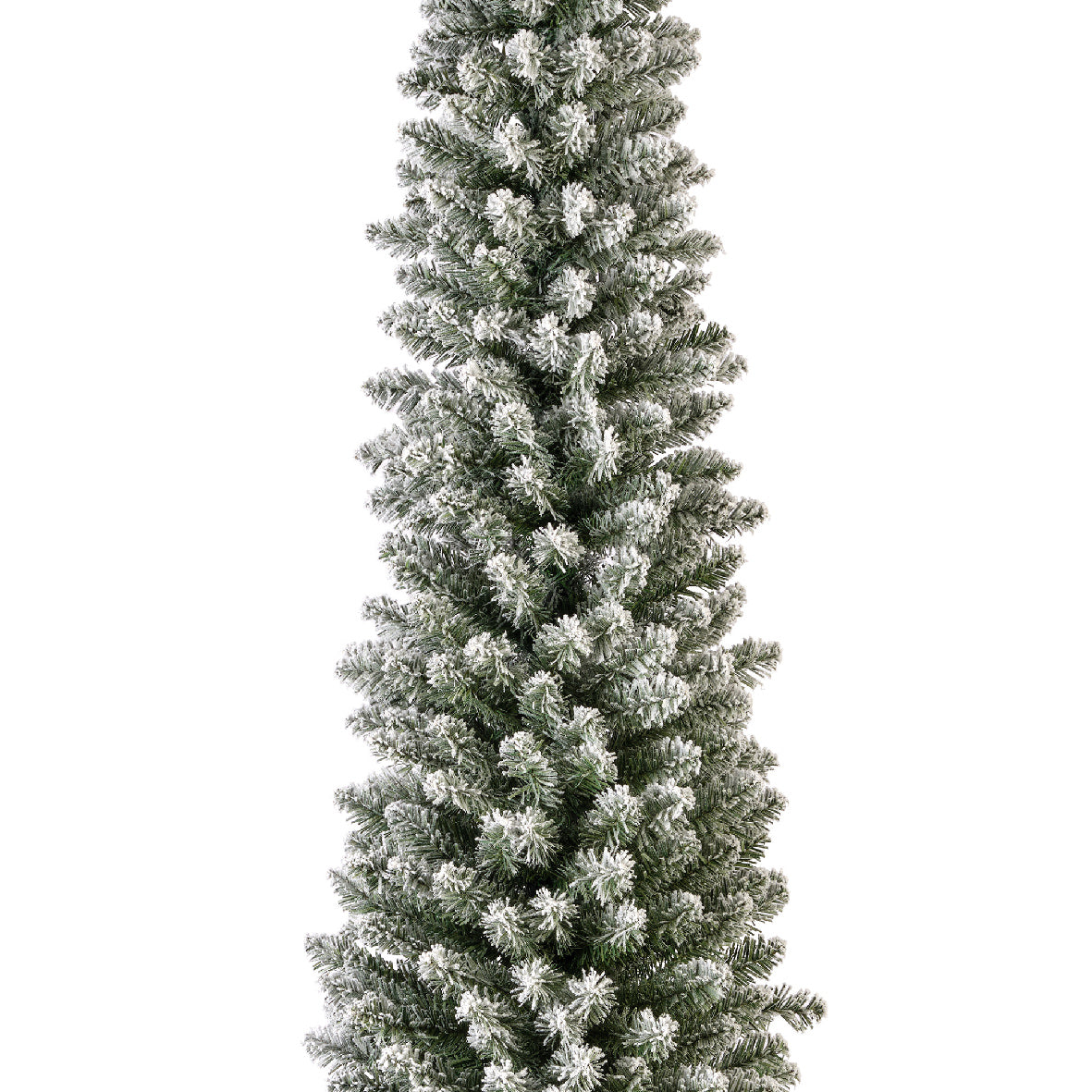 Snowy Pencil Pine 7ft