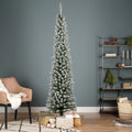 Snowy Pencil Pine 7ft