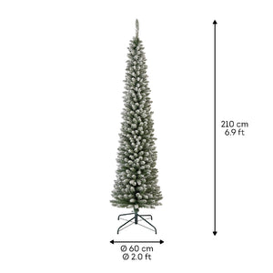 Snowy Pencil Pine-7ft