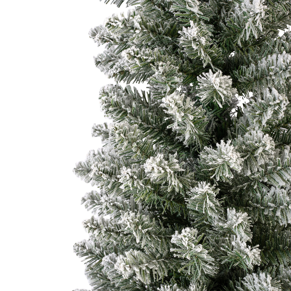 Snowy Pencil Pine 7ft