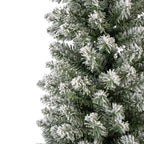 Snowy Pencil Pine 7ft