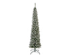 Snowy Pencil Pine 8ft