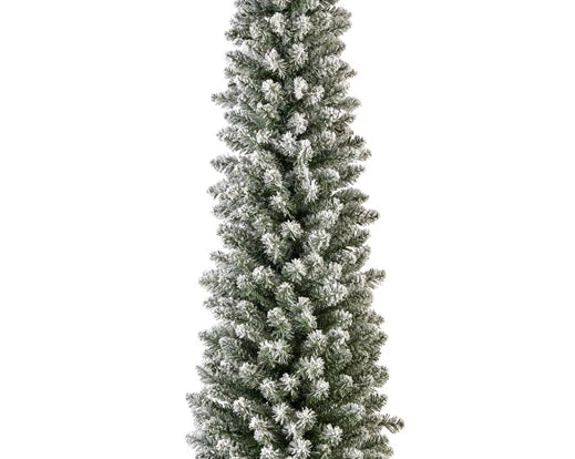 Snowy Pencil Pine 8ft
