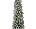 Snowy Pencil Pine 8ft