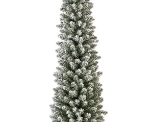 Snowy Pencil Pine 8ft