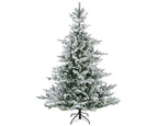 Grandis Fir Snowy 10ft