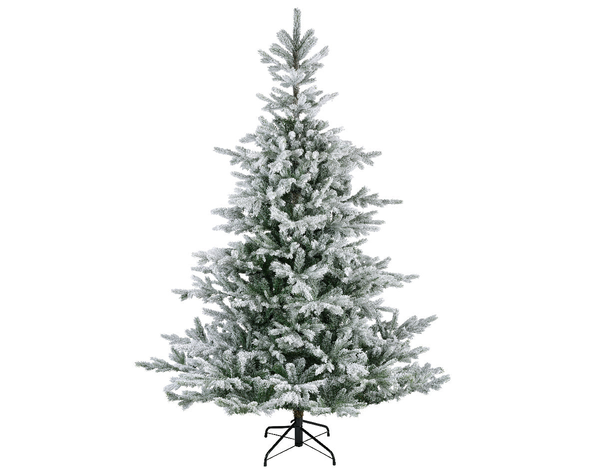 Grandis Fir Snowy 10ft