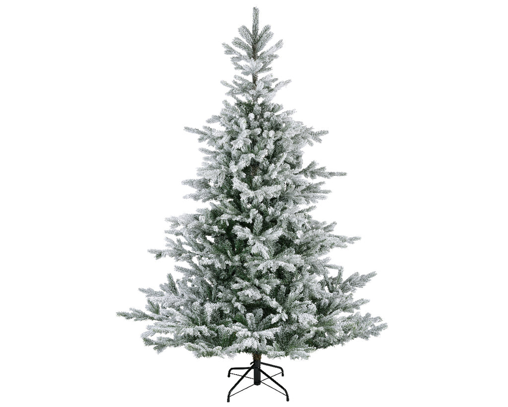 Grandis Fir Snowy-7ft