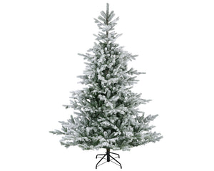 Grandis Fir Snowy 10ft