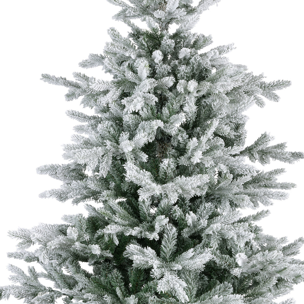 Grandis Fir Snowy 10ft