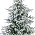 Grandis Fir Snowy 10ft