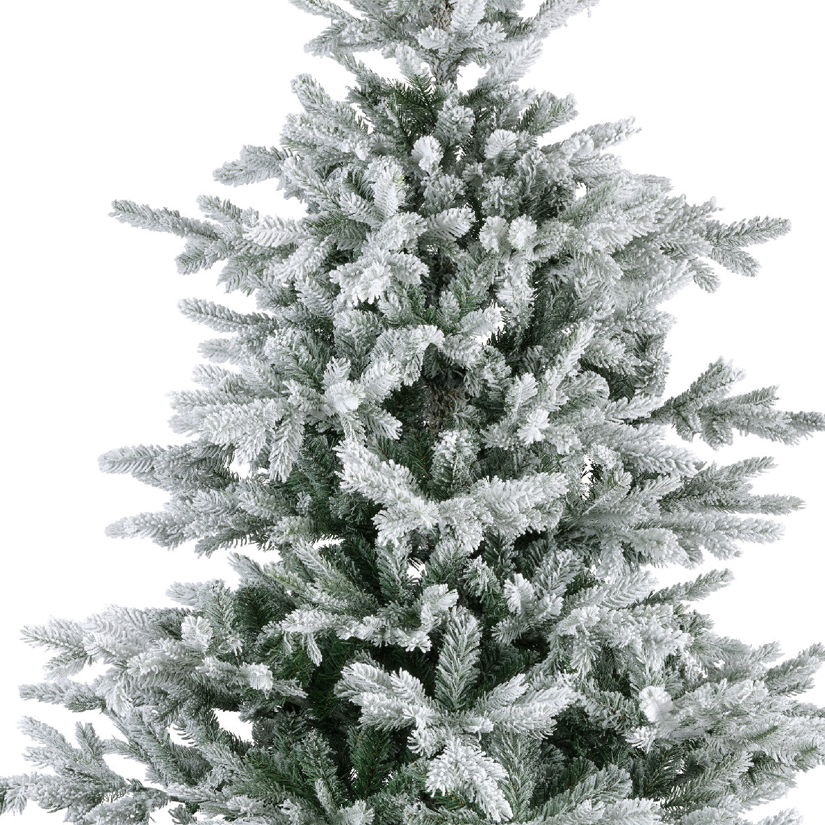 Grandis Fir Snowy 10ft