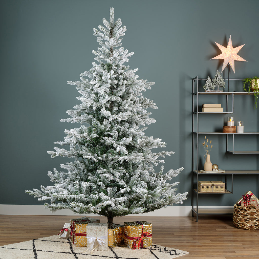 Grandis Fir Snowy 10ft