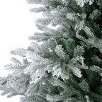Grandis Fir Snowy 10ft