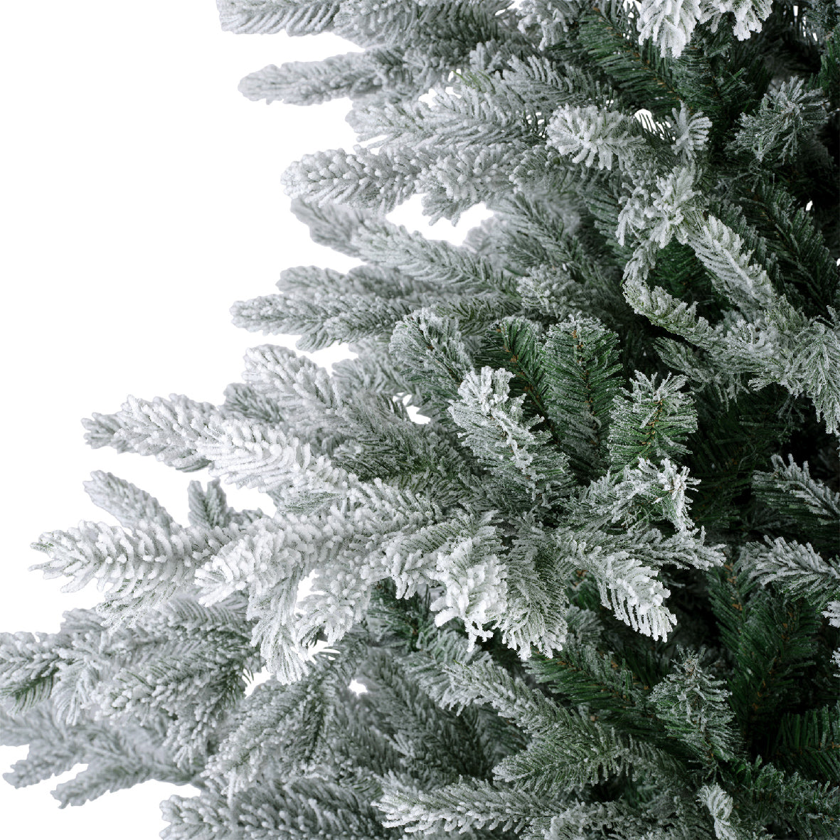 Grandis Fir Snowy 10ft