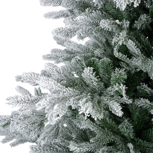 Grandis Fir Snowy-7ft