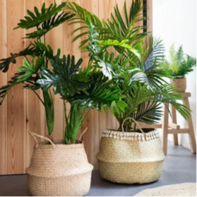 Fortunei tree in pot