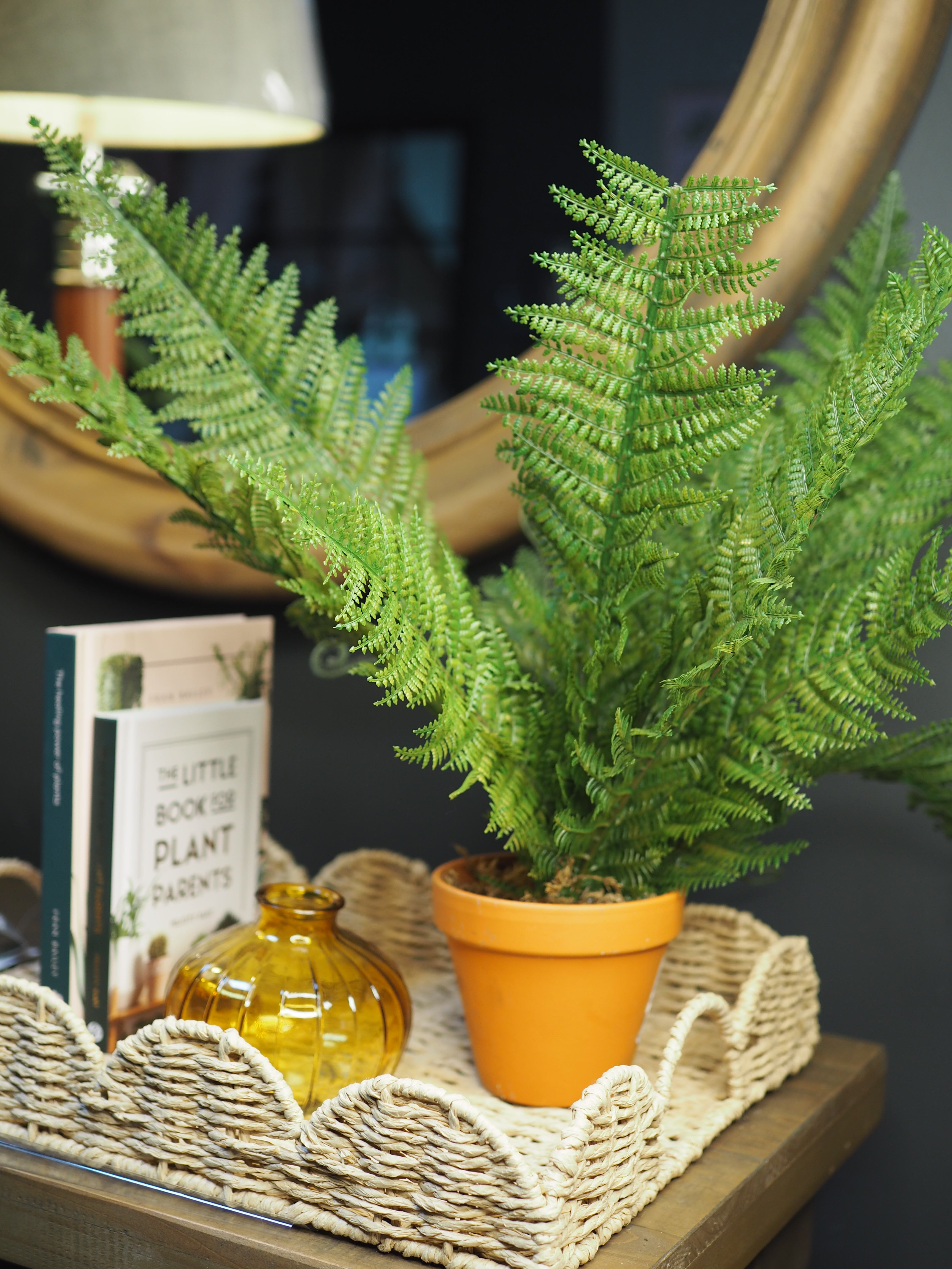 Potted boston fern plant