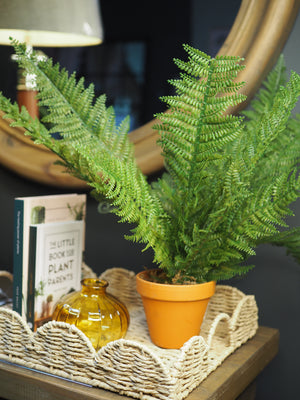 Potted boston fern plant
