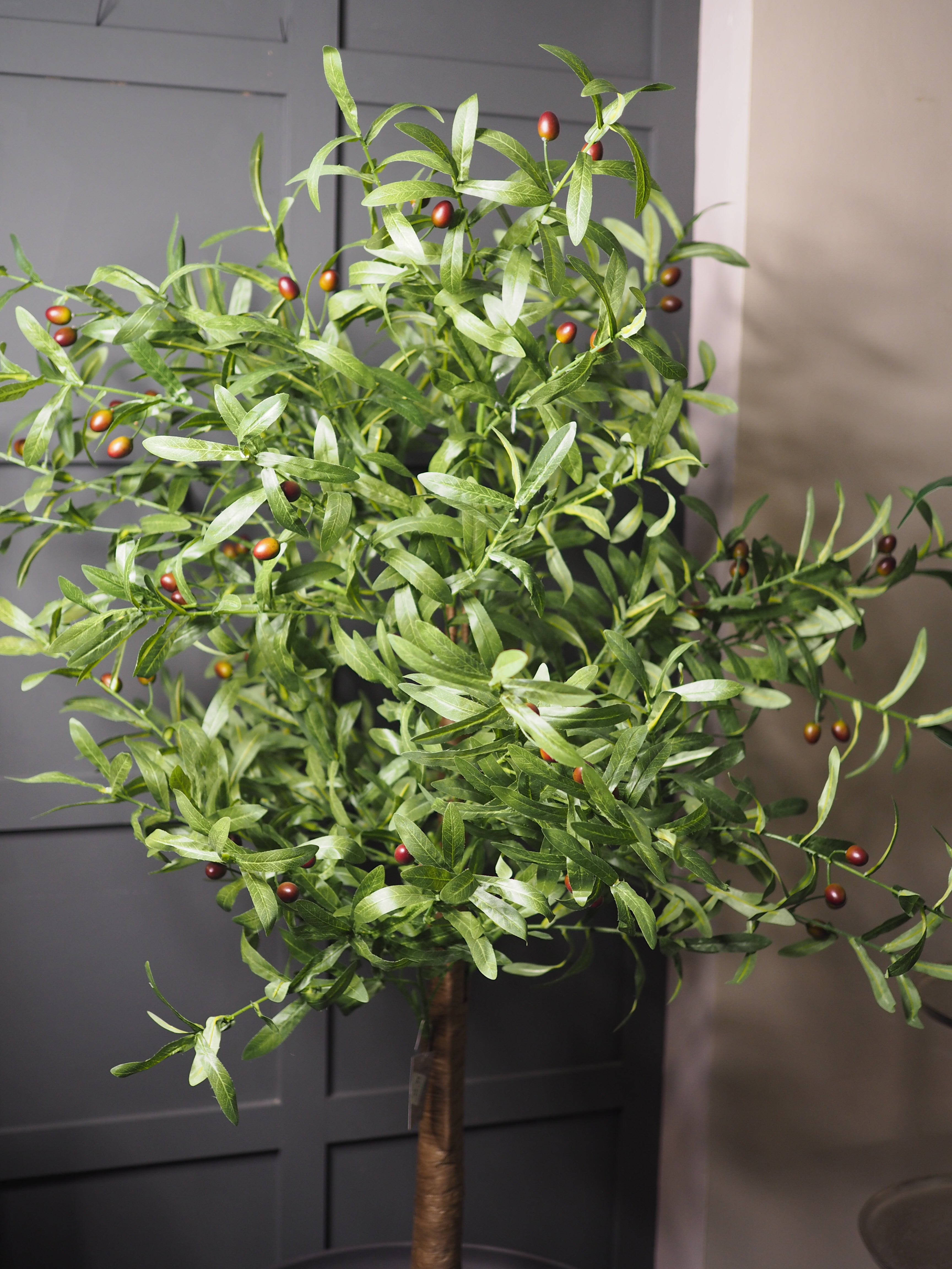 Olive tree