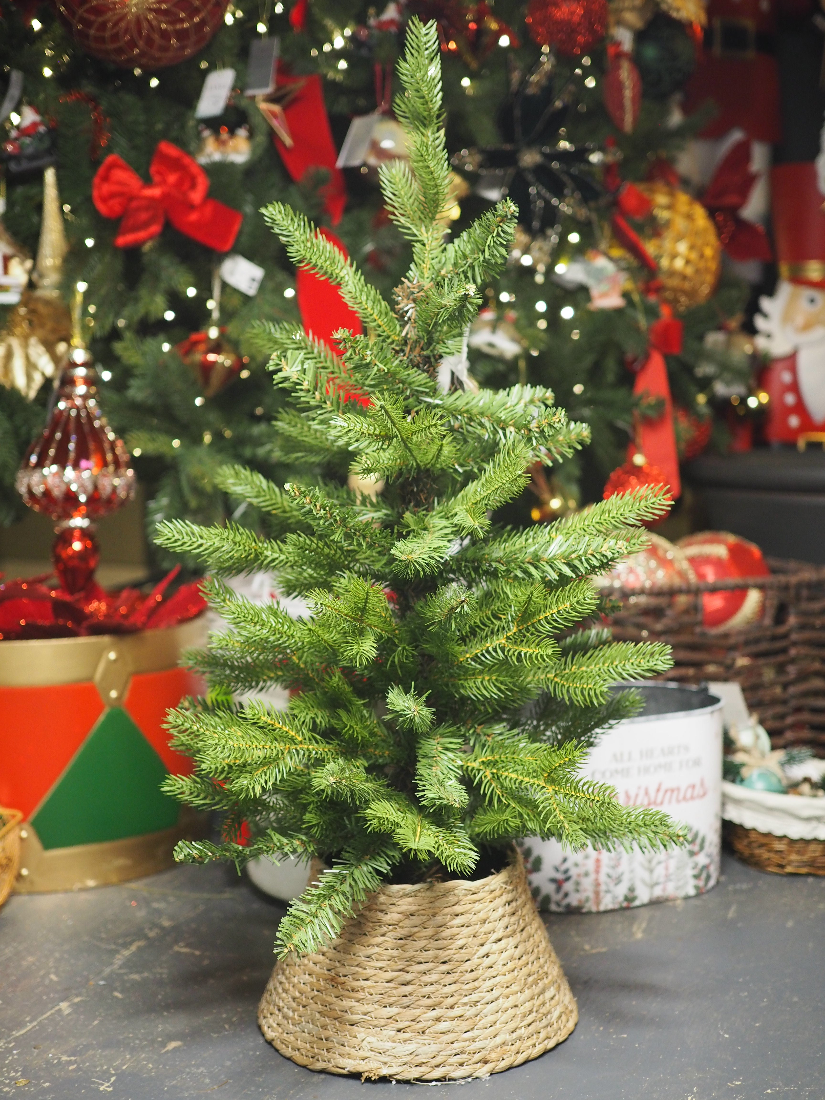 Mini potted Allison (75cmH) with mini wicker tree ring