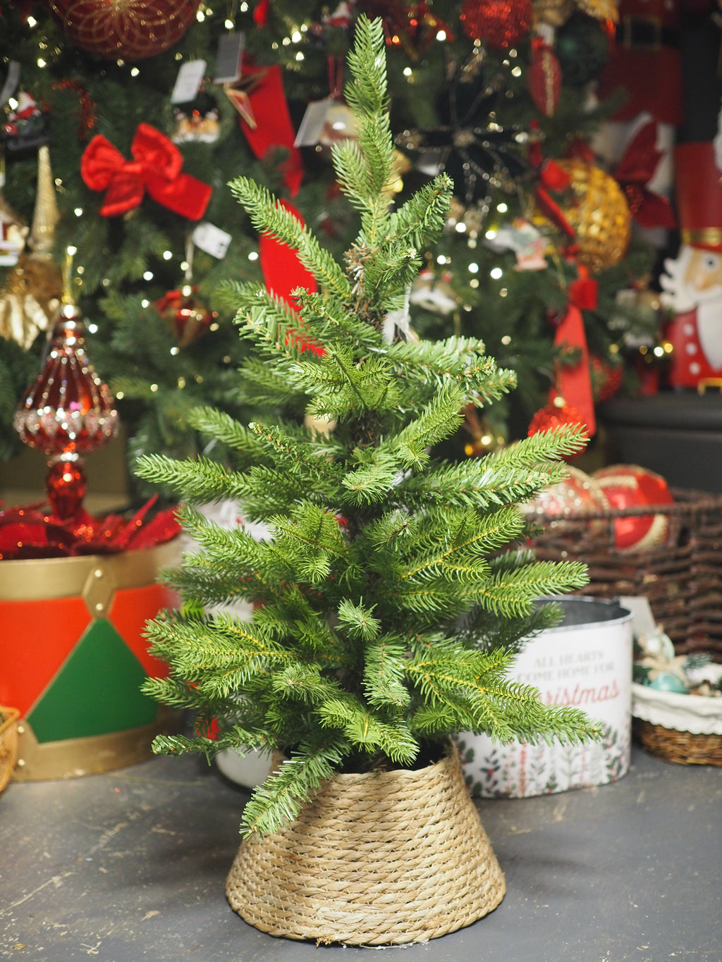 Mini potted Allison (75cmH) with mini wicker tree ring