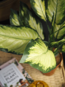 Potted dieffenbachia plant