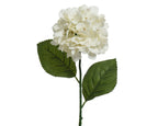 Off-white hydrangea stem