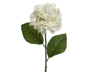 Off-white hydrangea stem