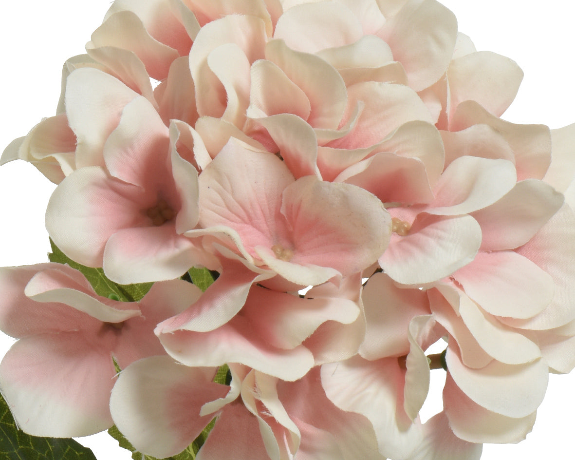 Blush pink hydrangea stem