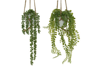 Potted trailing plants