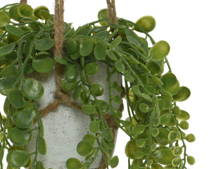 Potted trailing plants