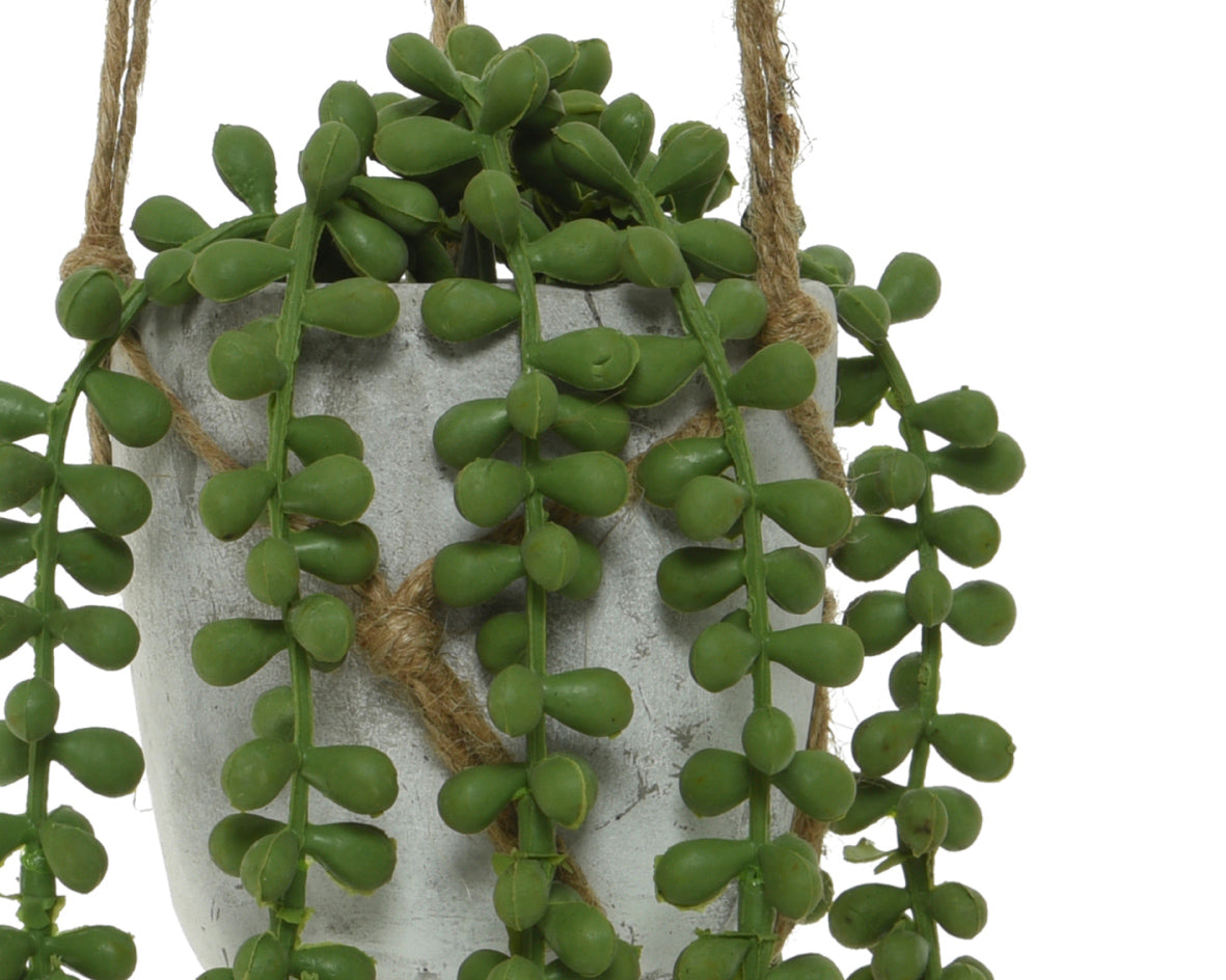 Potted trailing plants