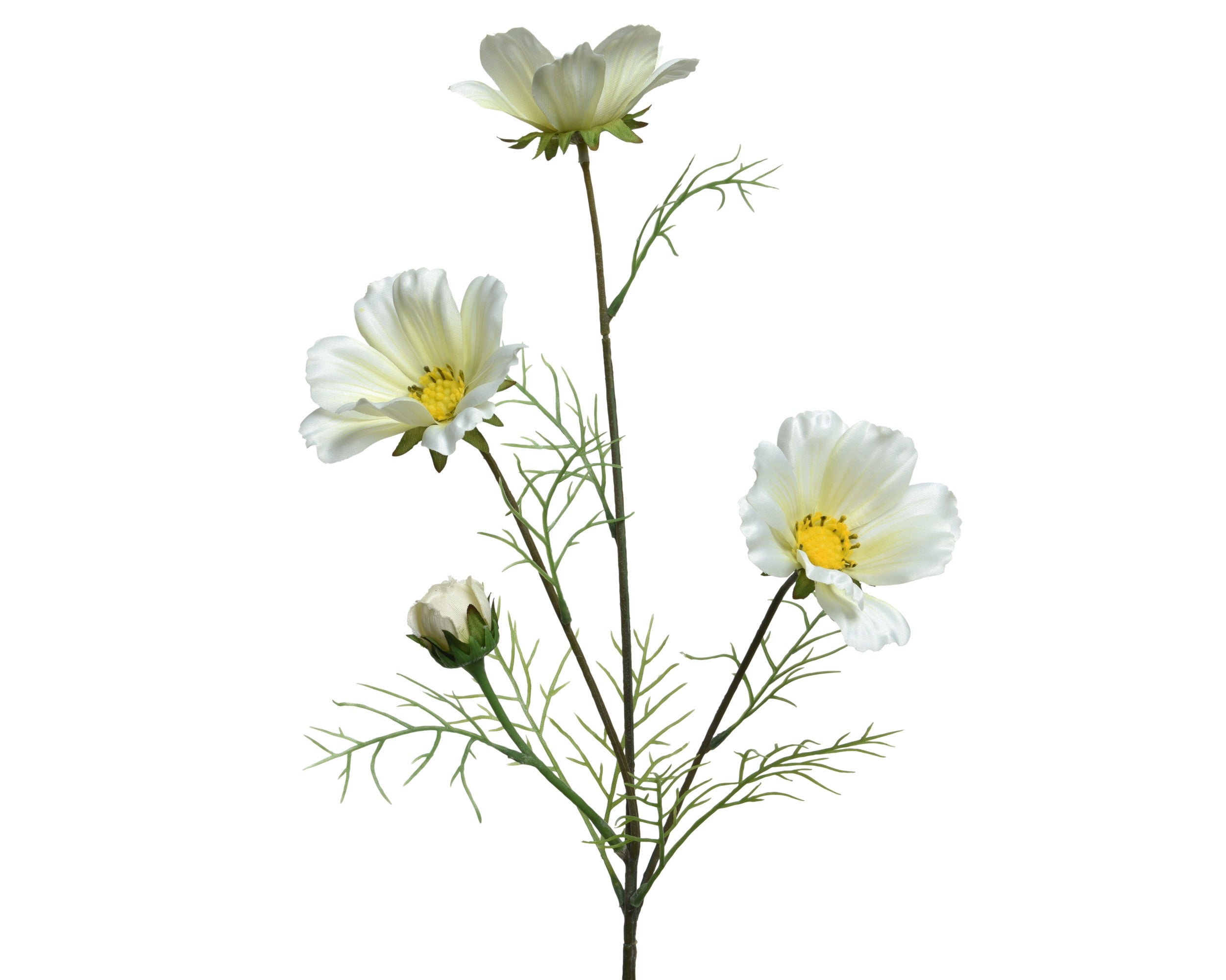 White cosmos spray