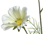 White cosmos spray