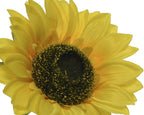 Sunflower on stem