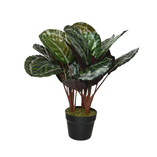 Calathea potted plant (47cmH)