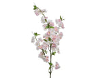 Pink cherry blossom stem