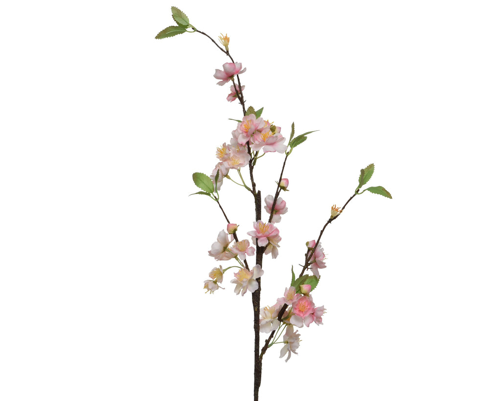 Peachy pink cherry blossom on stem