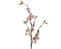 Peachy pink cherry blossom on stem