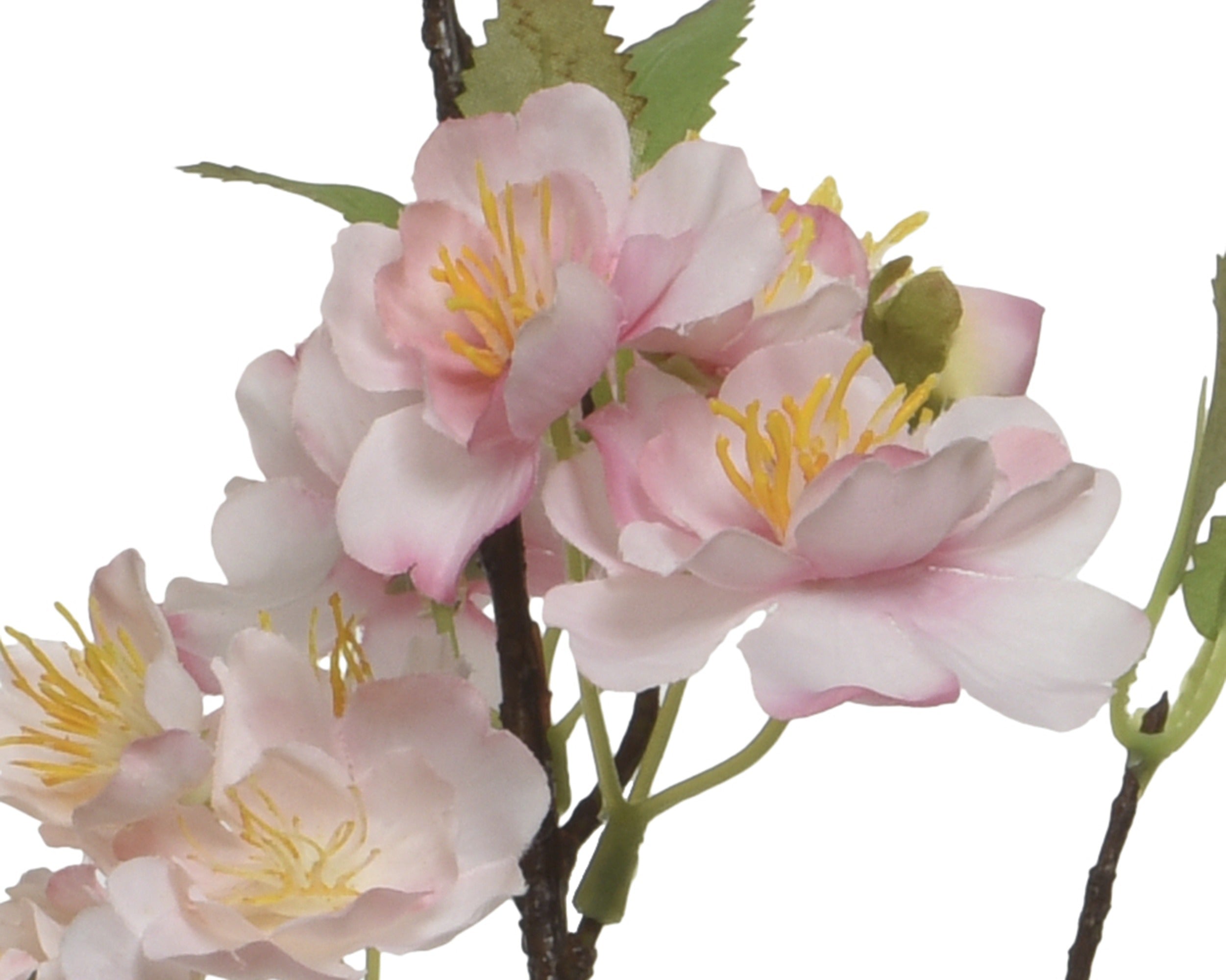 Peachy pink cherry blossom on stem