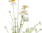 Narciscus on stem