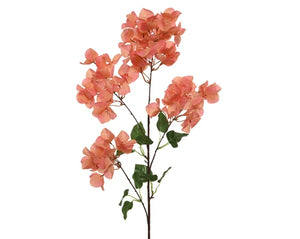 Coral bougainvillea stem