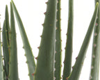 Potted faux aloe vera