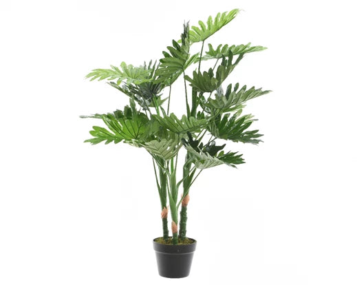 Philodendron in pot