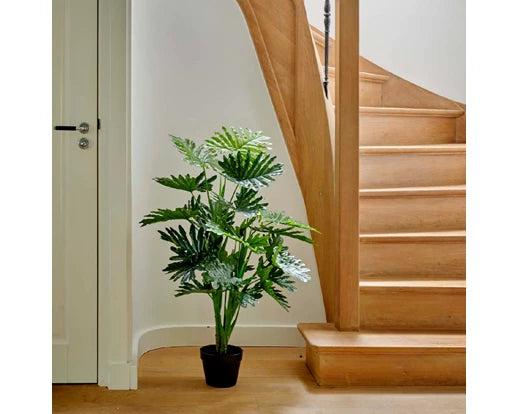 Philodendron in pot