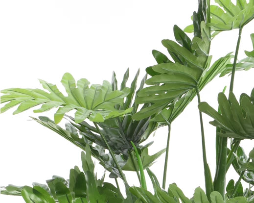 Philodendron in pot