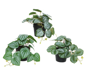 Small potted plants with variegated leaves