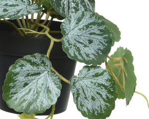 Small potted plants with variegated leaves